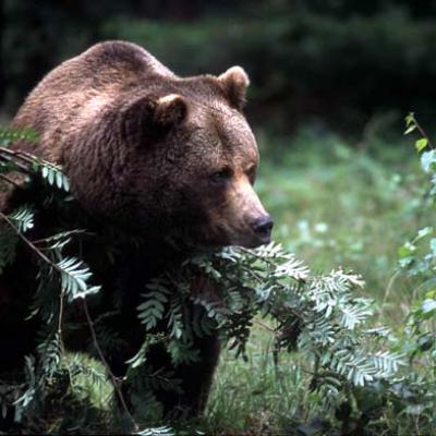 Bassanonet.it WWF: “L'orso Dino una ricchezza per il paese. Convivere con lui è possibile”