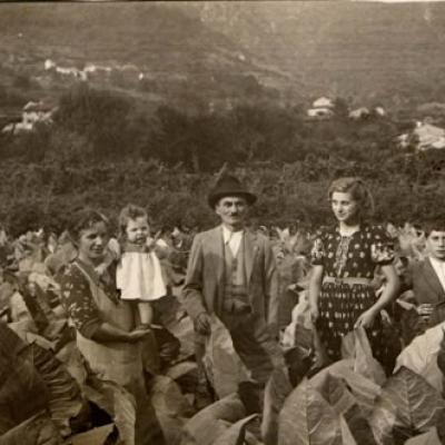 Bassanonet.it Storie e memorie di una foglia di tabacco