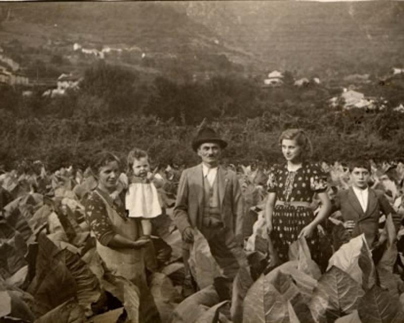 Bassanonet.it Storie e memorie di una foglia di tabacco