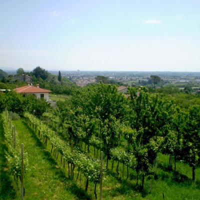 Bassanonet.it Tutti insieme appassionatamente