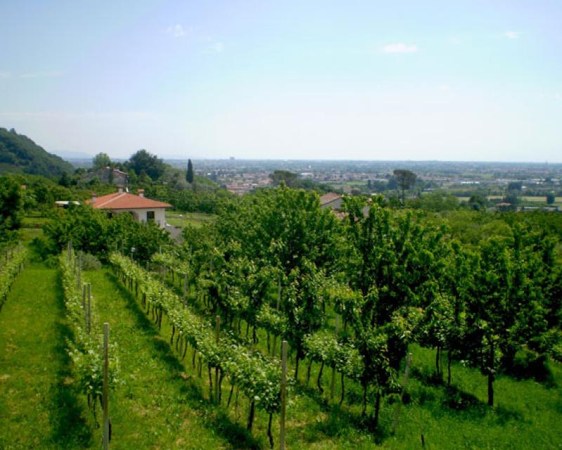 Bassanonet.it Tutti insieme appassionatamente