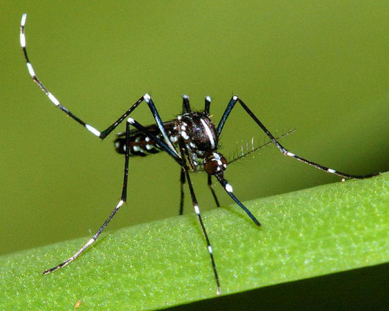 Bassanonet.it Romano, operazione “tigre”