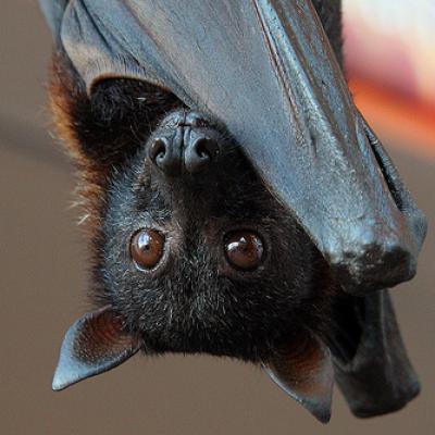Bassanonet.it Batman begins