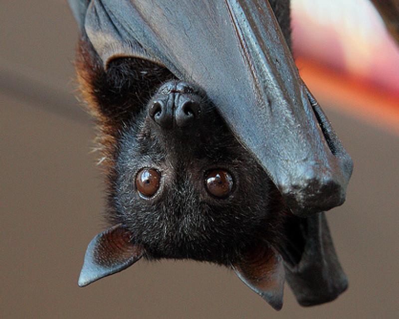 Bassanonet.it Batman begins