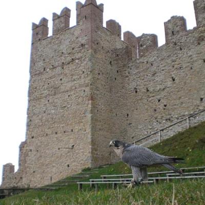 Bassanonet.it La Giostra del Girofalco
