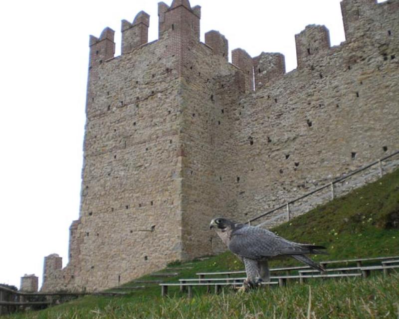 Bassanonet.it La Giostra del Girofalco