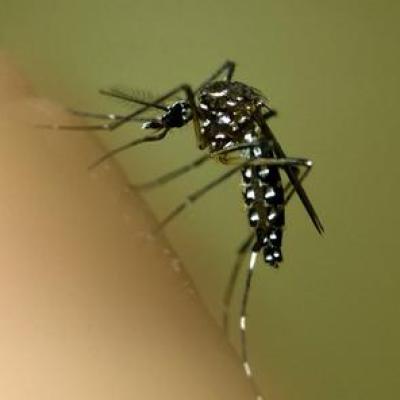 Bassanonet.it A Bassano un caso sospetto di Dengue