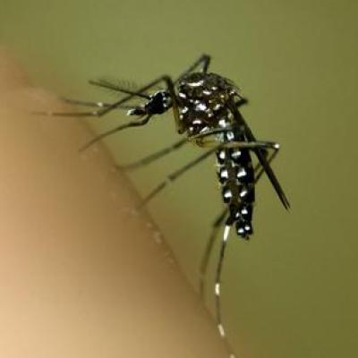 Bassanonet.it A Bassano un caso sospetto di Dengue 