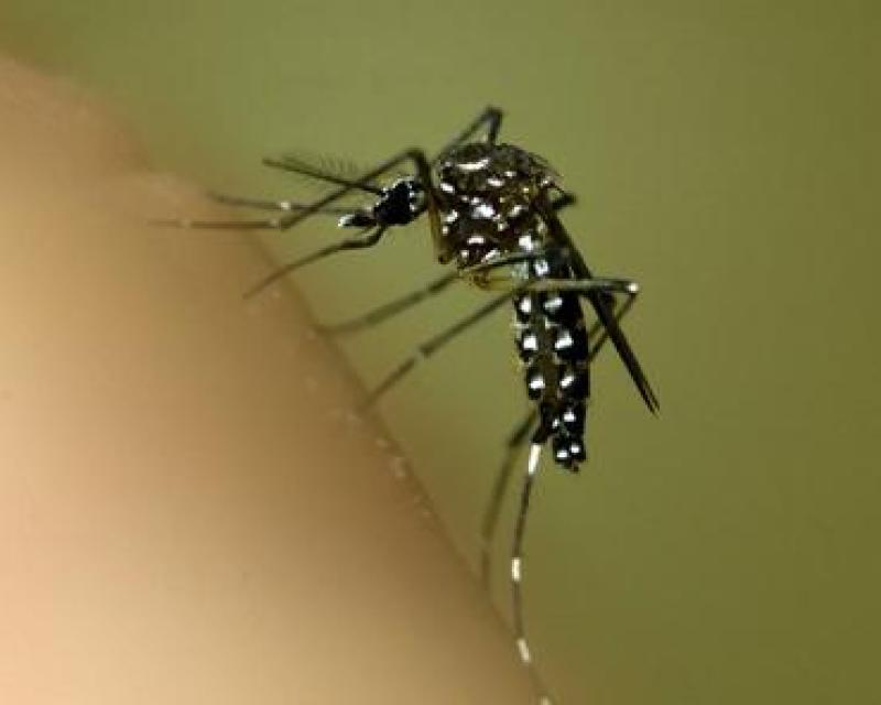 Bassanonet.it A Bassano un caso sospetto di Dengue