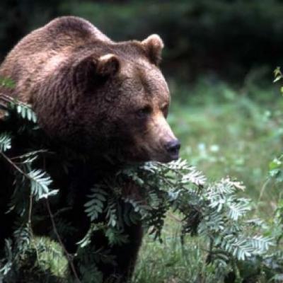 Bassanonet.it “L'orso Dino ucciso e mangiato”. Resta il dubbio: notizia o bufala? 