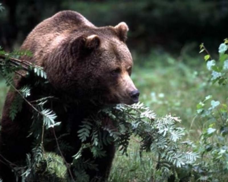 Bassanonet.it “L'orso Dino ucciso e mangiato”. Resta il dubbio: notizia o bufala?