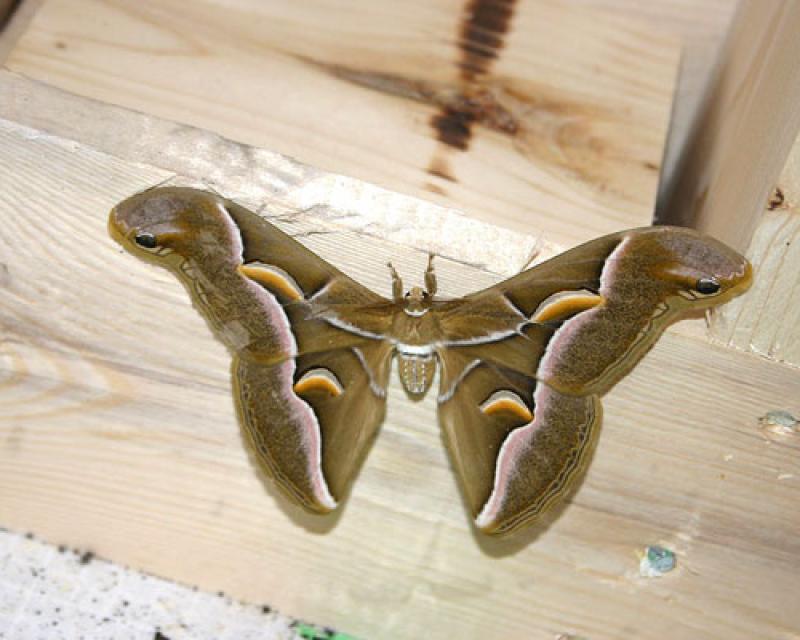 Bassanonet.it Svelato “l'arcano” della farfalla di Pove