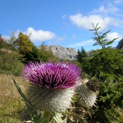 Bassanonet.it I bassanesi e la montagna