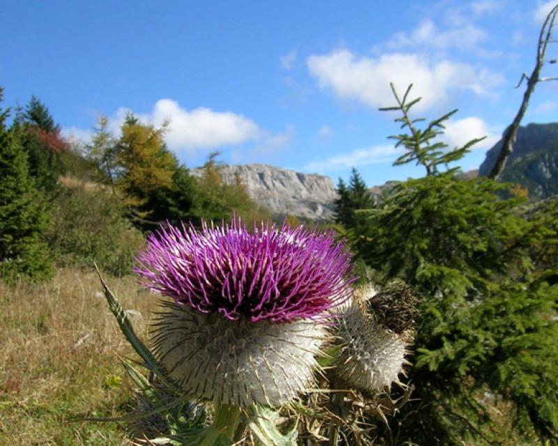 Bassanonet.it I bassanesi e la montagna