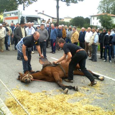 Bassanonet.it Il ribelle purosangue