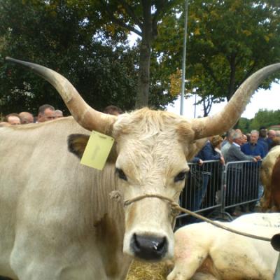 Bassanonet.it Piccolo mondo antico