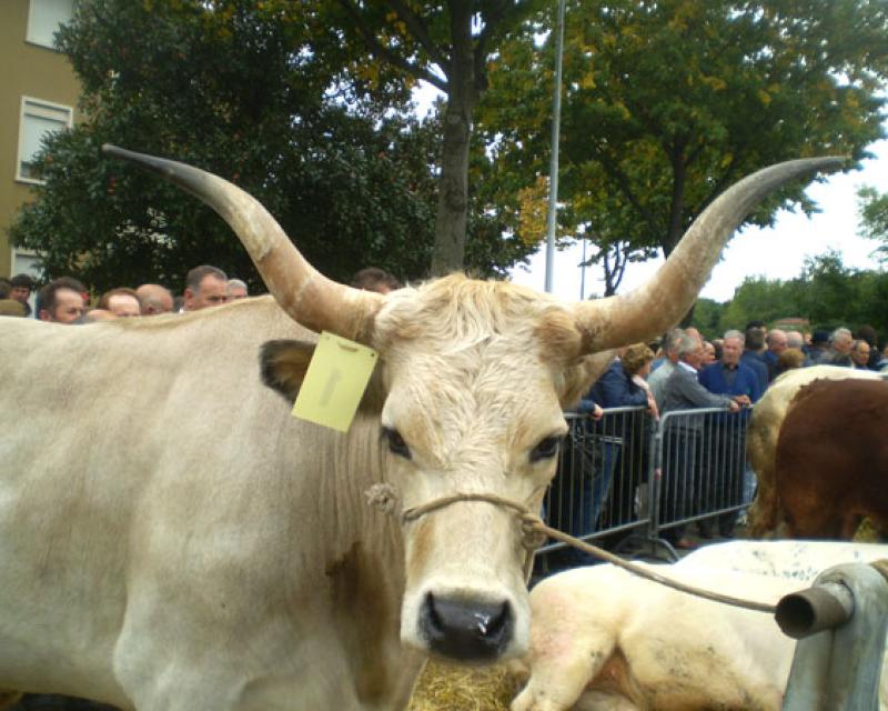 Bassanonet.it Piccolo mondo antico