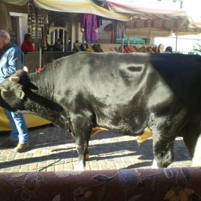 Bassanonet.it Plaza de Toros