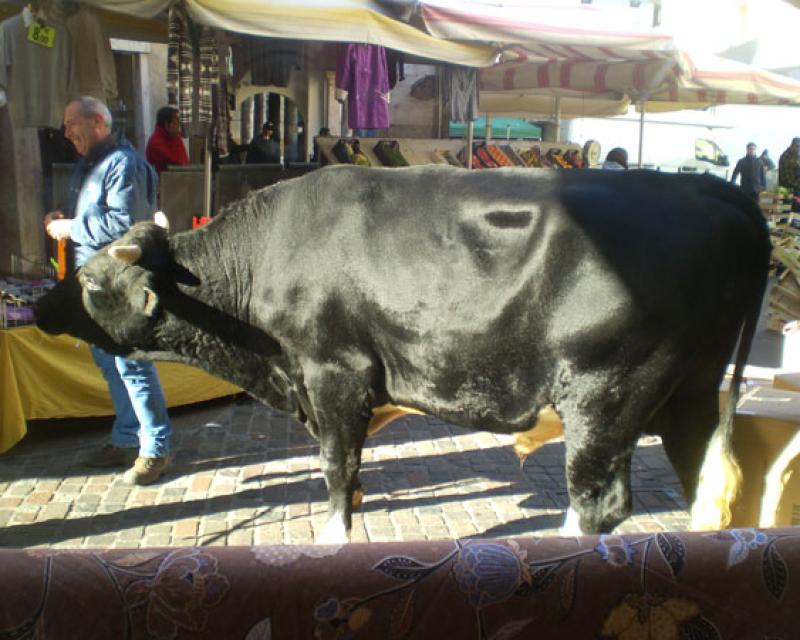 Bassanonet.it Plaza de Toros