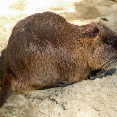 Bassanonet.it Lega Nord vs Nutrie