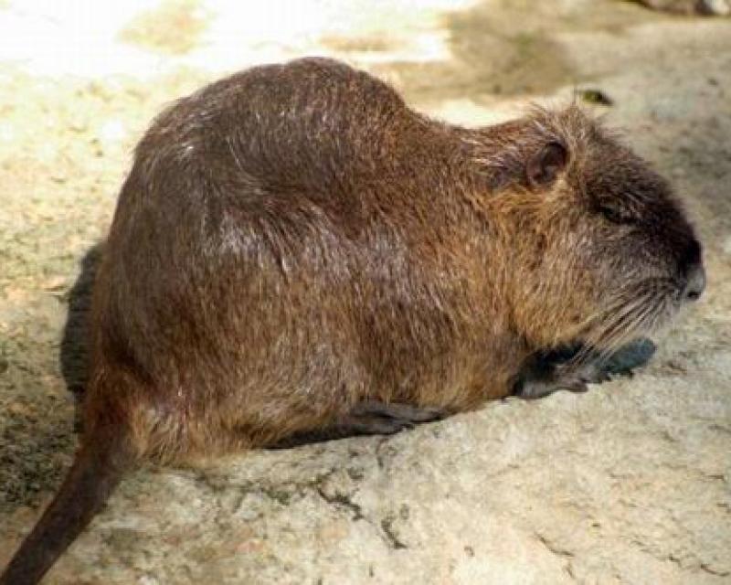 Bassanonet.it Lega Nord vs Nutrie