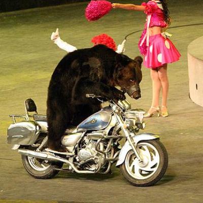 Bassanonet.it Circo è bello.. senza animali