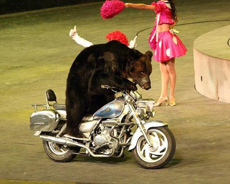 Bassanonet.it Circo è bello.. senza animali