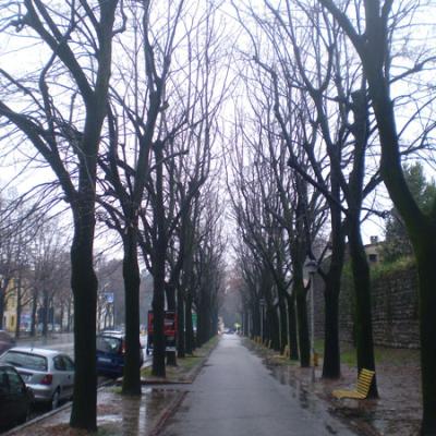 Bassanonet.it “Attenti ai tigli di Viale delle Fosse”