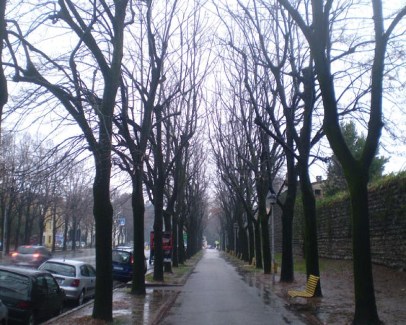 Bassanonet.it “Attenti ai tigli di Viale delle Fosse”