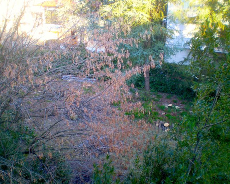 Bassanonet.it Il piccolo bosco raso al suolo