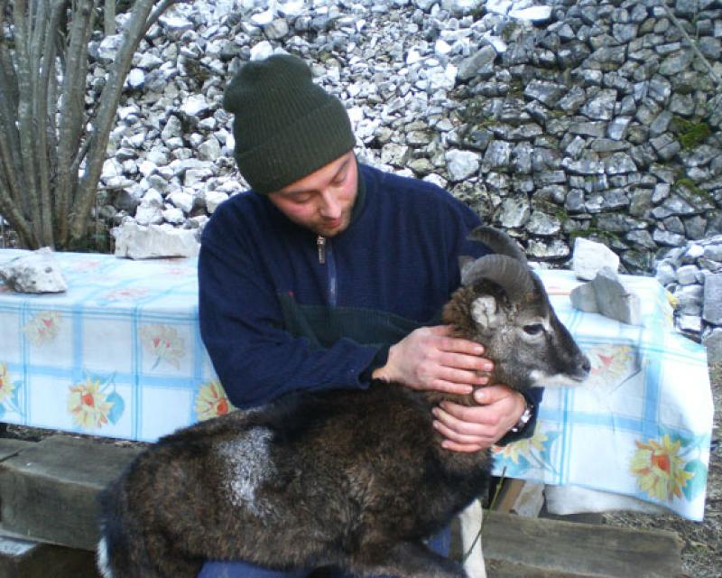 Bassanonet.it Valbrenta, salvato un muflone