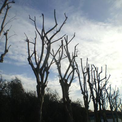 Bassanonet.it Pota pota