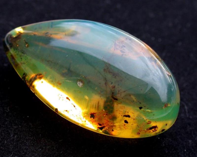 Bassanonet.it Ciao Darwin