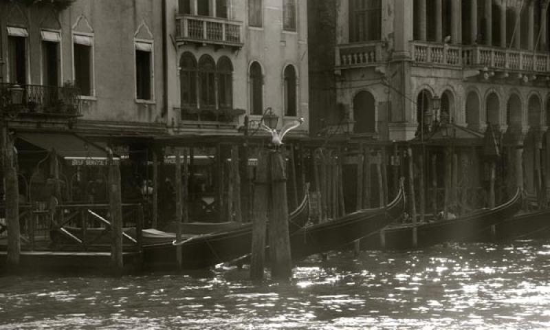 Bassanonet.it - Gabbiano