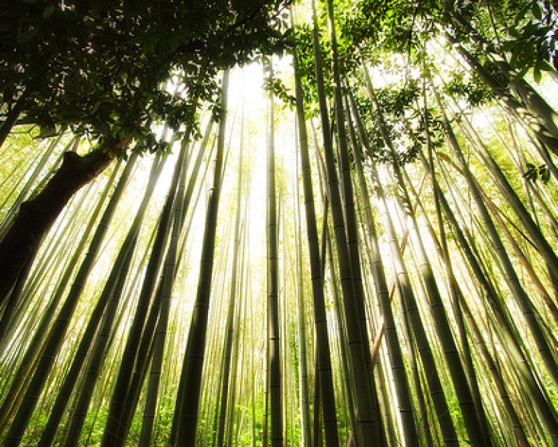 Bassanonet.it Giappone - Japon - Japan - Nihon - Nippon