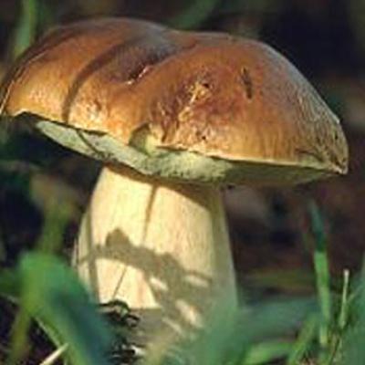 Bassanonet.it L’incredibile (e goloso) regno dei funghi