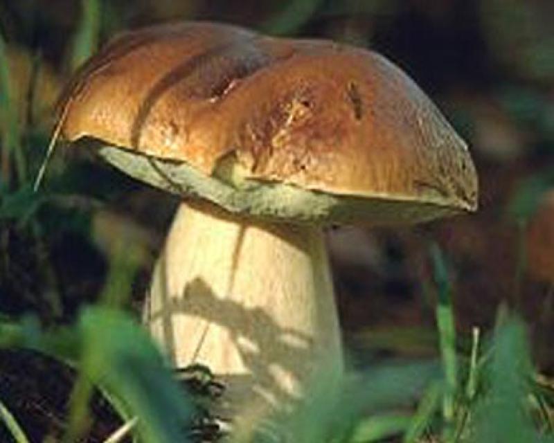 Bassanonet.it L’incredibile (e goloso) regno dei funghi