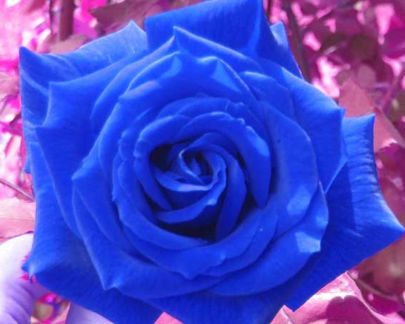 Bassanonet.it ANFFAS in Piazza