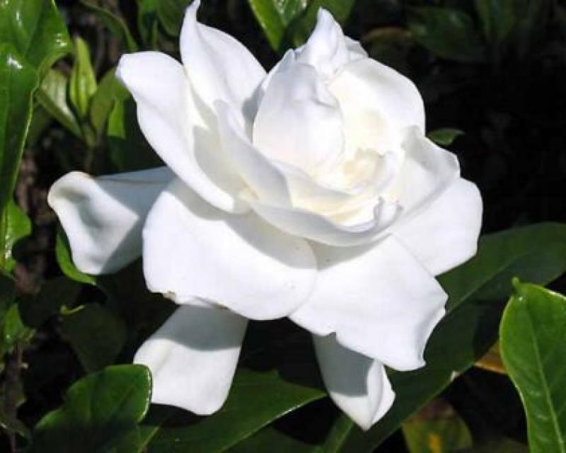 Bassanonet.it Una gardenia per la sclerosi multipla