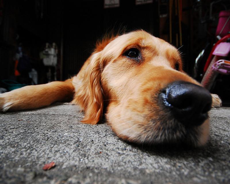 Bassanonet.it Cane e... gatto