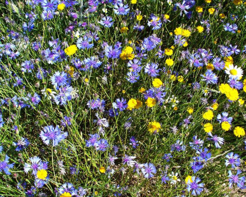 Bassanonet.it A spasso nella natura