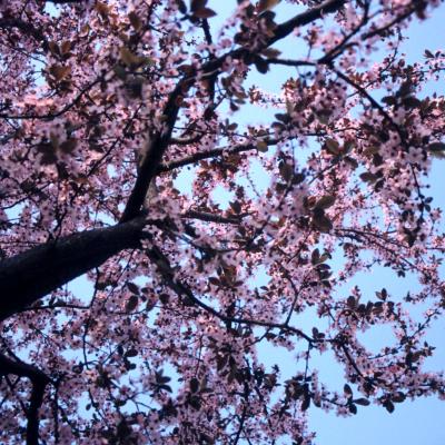 Bassanonet.it In fiore da lunedì a Rosà “La poesia nell’arte”