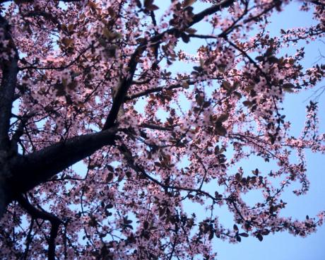 Bassanonet.it In fiore da lunedì a Rosà “La poesia nell’arte”