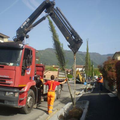 Bassanonet.it Tornano gli alberi in viale Montegrappa