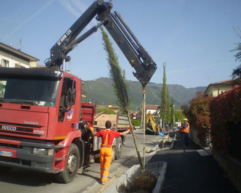 Bassanonet.it Tornano gli alberi in viale Montegrappa