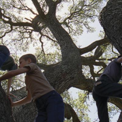 Bassanonet.it The Tree of Life