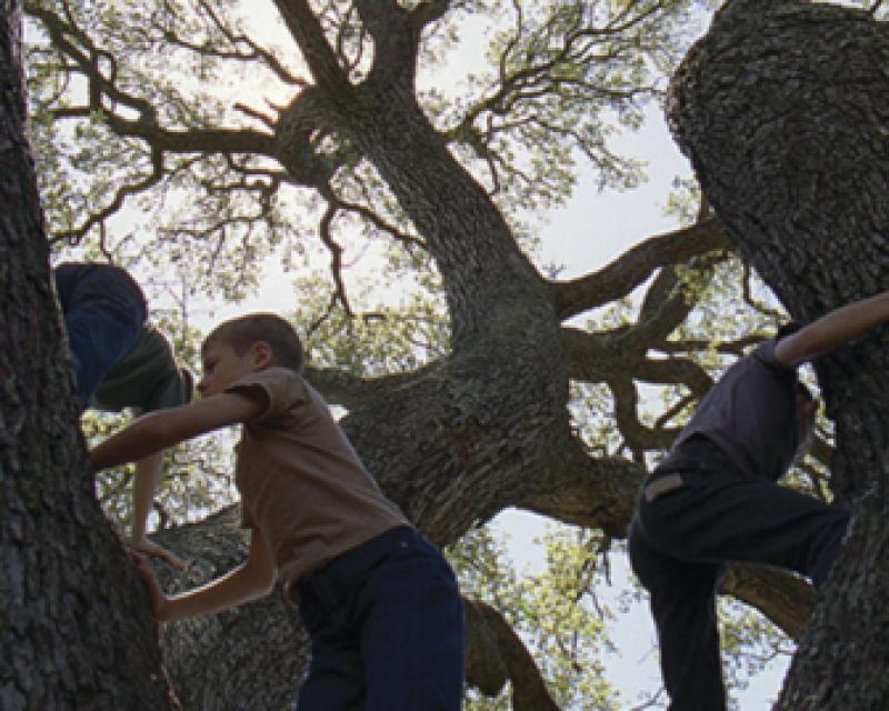 Bassanonet.it The Tree of Life