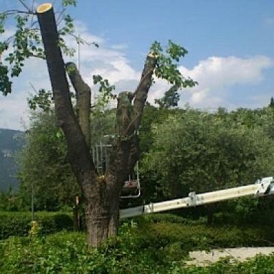 Bassanonet.it Bye-bye, gelso bianco