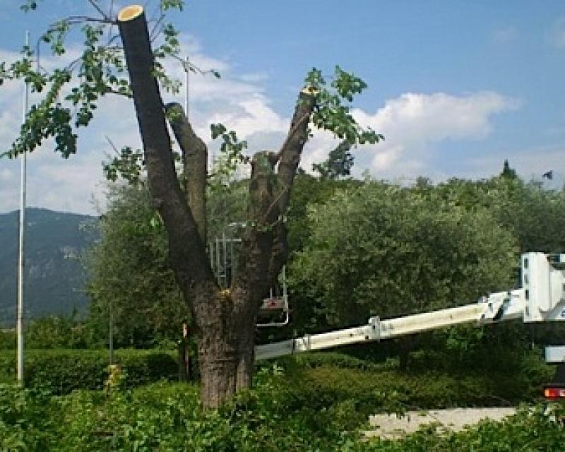 Bassanonet.it Bye-bye, gelso bianco