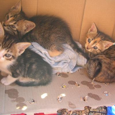 Bassanonet.it Estate, tempo di abbandoni